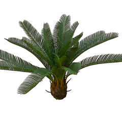 Cycas (Artificial/Faux)