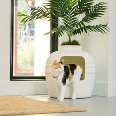 Original Litter Box White Birch