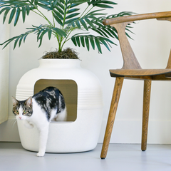 Original Litter Box White Birch